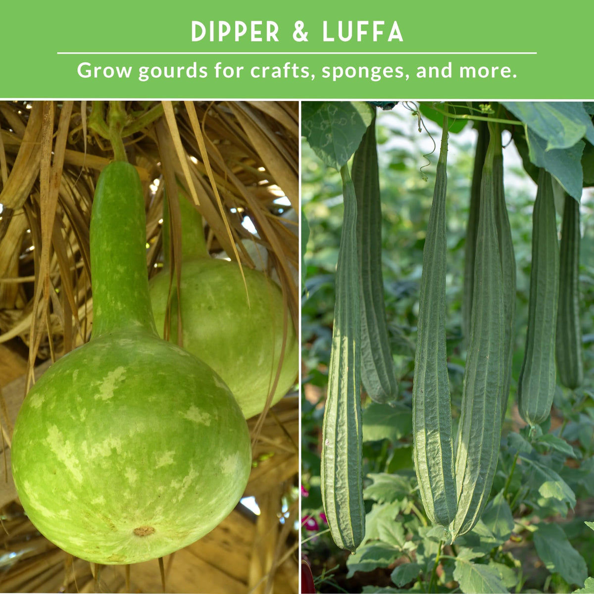 SURVIVAL GARDEN SEEDS growing dipper gourds on vigorous vines for abundant harvest
