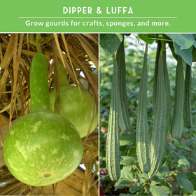 SURVIVAL GARDEN SEEDS growing dipper gourds on vigorous vines for abundant harvest