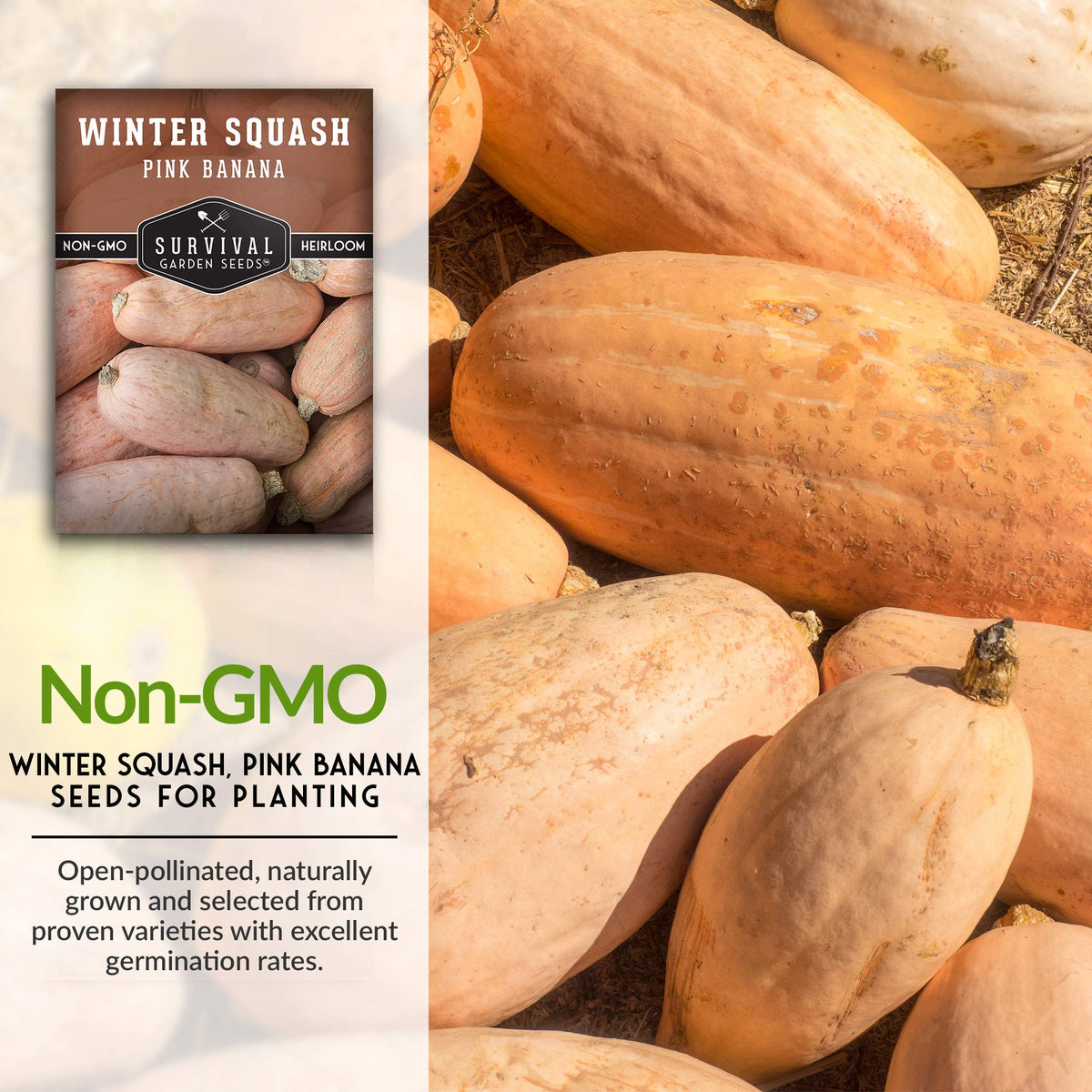 SURVIVAL GARDEN SEEDS harvest pink banana squash signaling autumn-ready harvest.