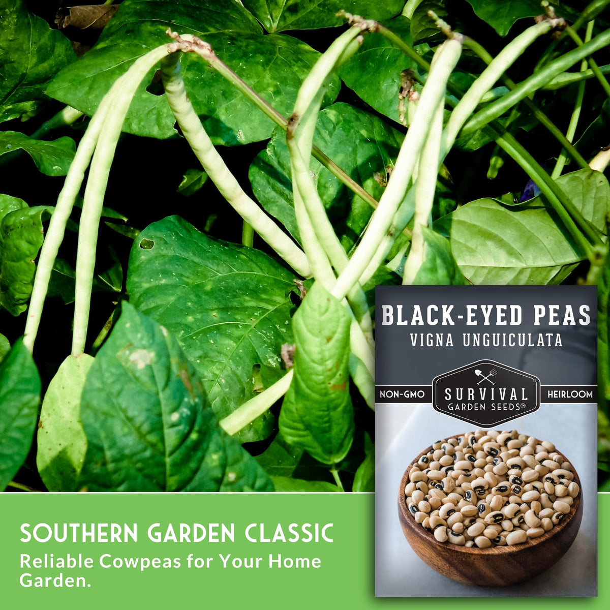 Survival Garden Seeds harvest-ready peas promise flavorful homegrown protein