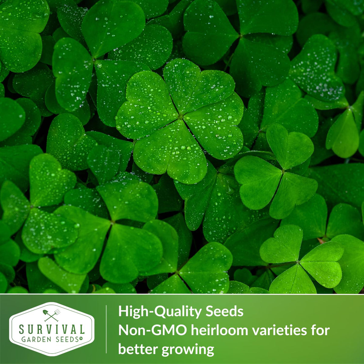 Survival Garden Seeds harvested clover microgreens ready to add to salads.