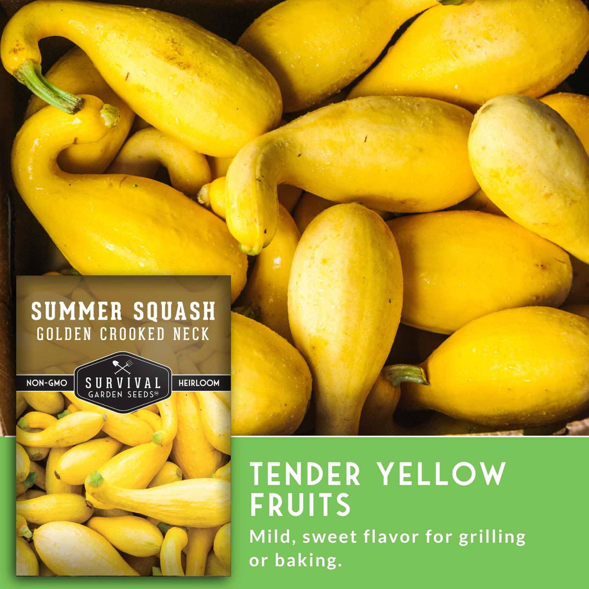 SURVIVAL GARDEN SEEDS harvested crookneck squash ready for kitchen use