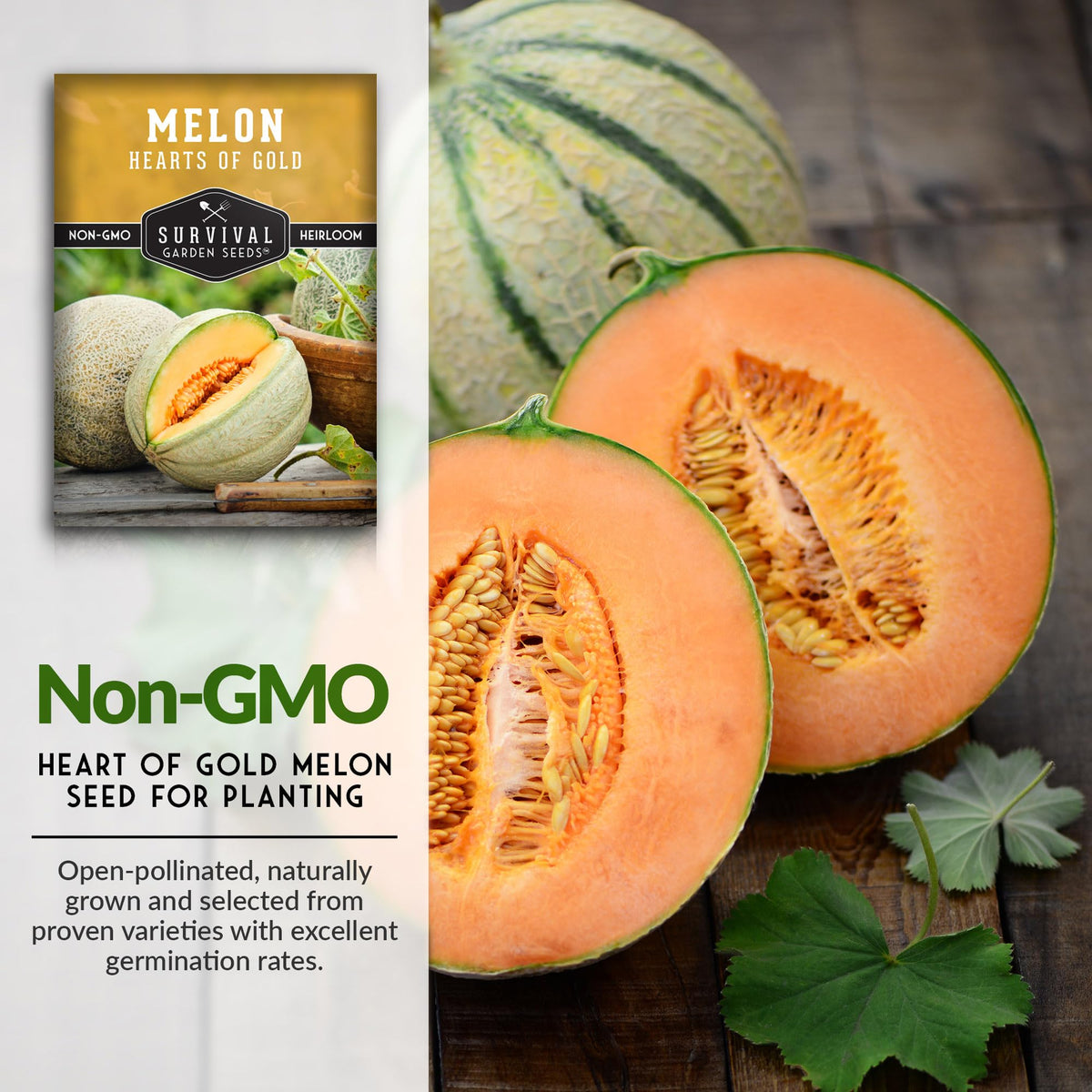Round three-pound melons on the vine with firm rind and juicy centers