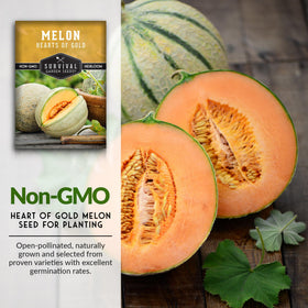Round three-pound melons on the vine with firm rind and juicy centers
