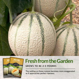 Store-ready Hearts of Gold melons in a kitchen setting