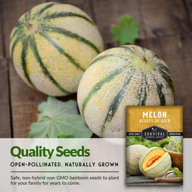 Vibrant cantaloupe vine with leaves and budding fruit