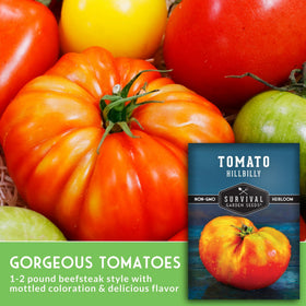 Beefsteak Hillbilly tomato fruit with juicy texture ideal for slicing.