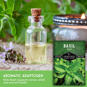 Survival Garden Seeds Holy Basil plant with fragrant leaves ready to harvest