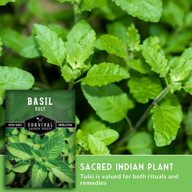 Survival Garden Seeds Tulsi seedlings growing in a container indoors
