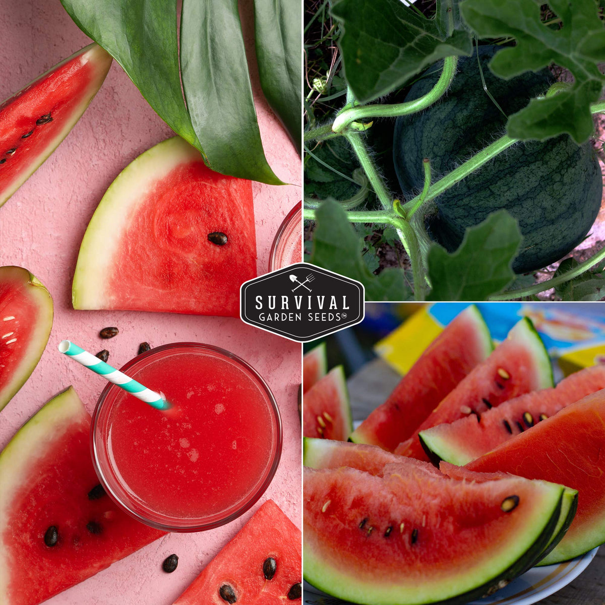 Homegrown Sugar Baby melons ready for fresh snacking and sharing.
