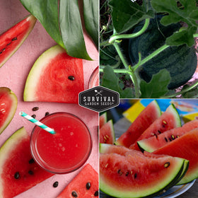 Homegrown Sugar Baby melons ready for fresh snacking and sharing.