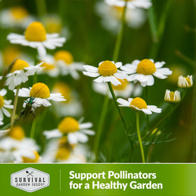 Survival Garden Seeds honey-scented chamomile flowers brighten a sunny herb bed.