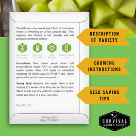 Ripe honeydew melons from SURVIVAL GARDEN SEEDS showing sweet aroma