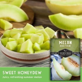 Honeydew vines growing in sun with SURVIVAL GARDEN SEEDS care