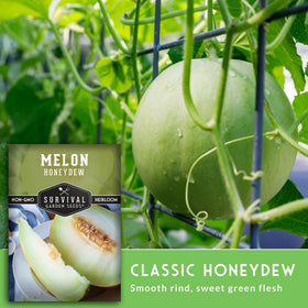 Seedlings of honeydew melon from SURVIVAL GARDEN SEEDS emerging in trays