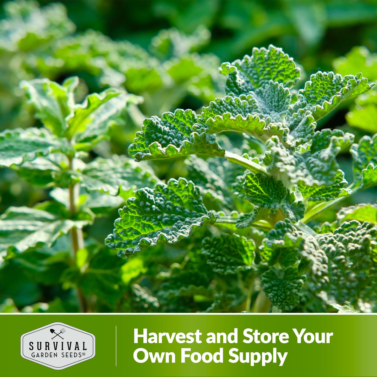 Survival Garden Seeds horehound attracting bees for pollinator friendly garden