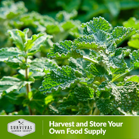 Survival Garden Seeds horehound attracting bees for pollinator friendly garden