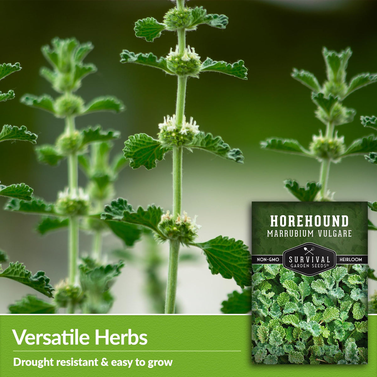 Survival Garden Seeds horehound leaves close up showing fuzzy texture and aroma