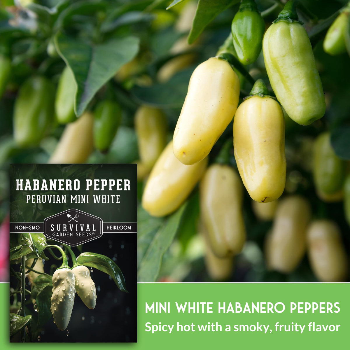 SURVIVAL GARDEN SEEDS hot habanero fruit delivering bold heat for sauces