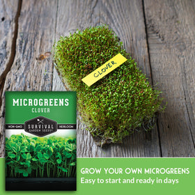 Survival Garden Seeds red clover in hydroponics for year-round harvest.