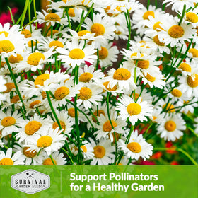 Survival Garden Seeds compact chamomile plant fits small-space wellness herbs.
