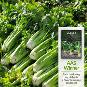 Survival Garden Seeds indoor sowing of celery in trays