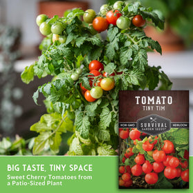 SURVIVAL GARDEN SEEDS indoor windowsill setup with Tiny Tim tomatoes for year-round harvest.