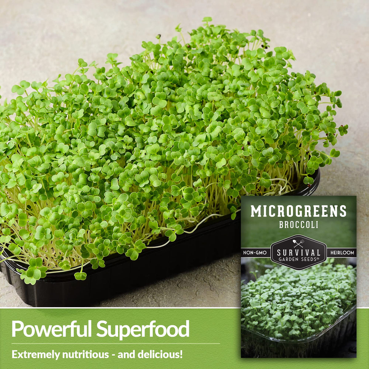 SURVIVAL GARDEN SEEDS indoors setup with hydroponic system and broccoli microgreens