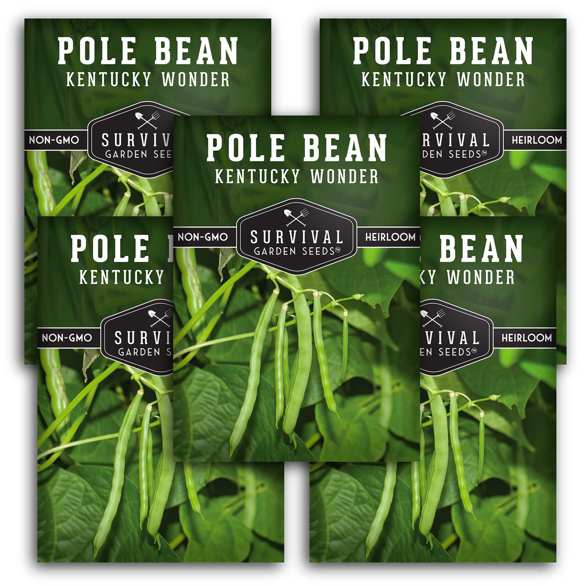 Survival Garden Seeds Kentucky Wonder pod harvest with long stringless beans for fresh eating.