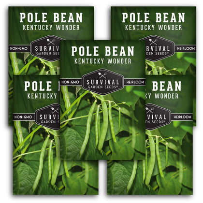 Survival Garden Seeds Kentucky Wonder pod harvest with long stringless beans for fresh eating.