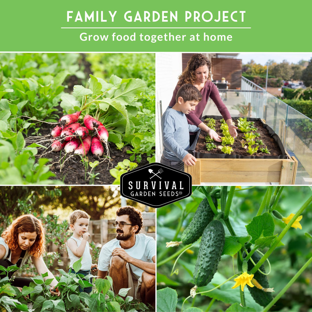Survival Garden Seeds buttercrunch lettuce pack for fresh salads