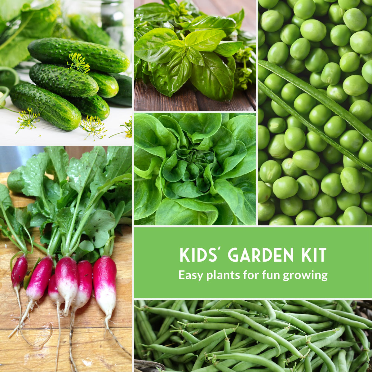 Survival Garden Seeds Genovese basil pack for flavorful herbs