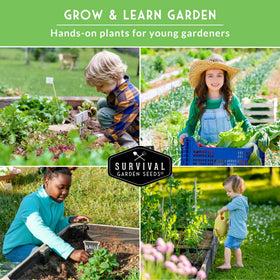 Survival Garden Seeds sugar daddy snap peas pack for trellis growth