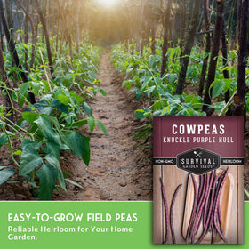Survival Garden Seeds Knuckle Purple Hull harvest-ready pods in a row