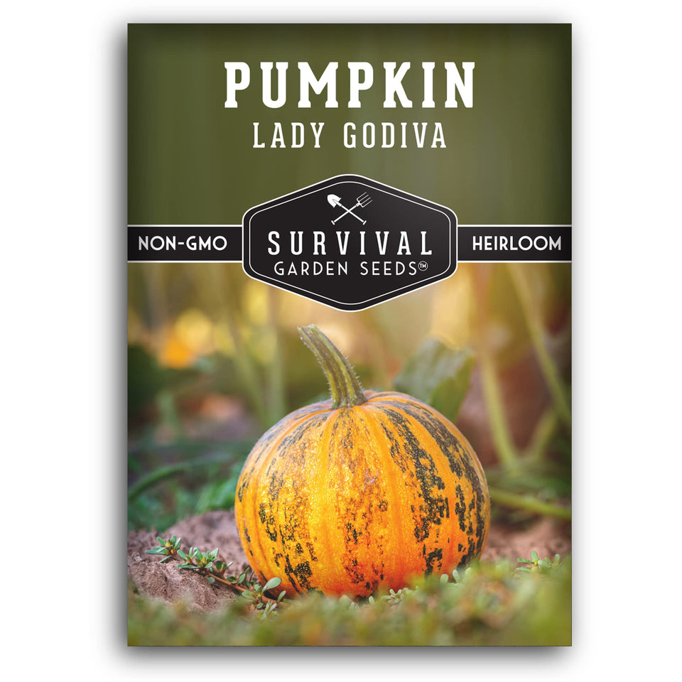 Survival Garden Seeds Lady Godiva hulless seeds ready for roasting pepitas