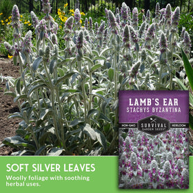 SURVIVAL GARDEN SEEDS Lamb's Ear close-up showing silvery woolly leaves and texture.