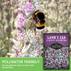 SURVIVAL GARDEN SEEDS Drought-tolerant Lamb's Ear thrives in xeriscapes and rocky beds.