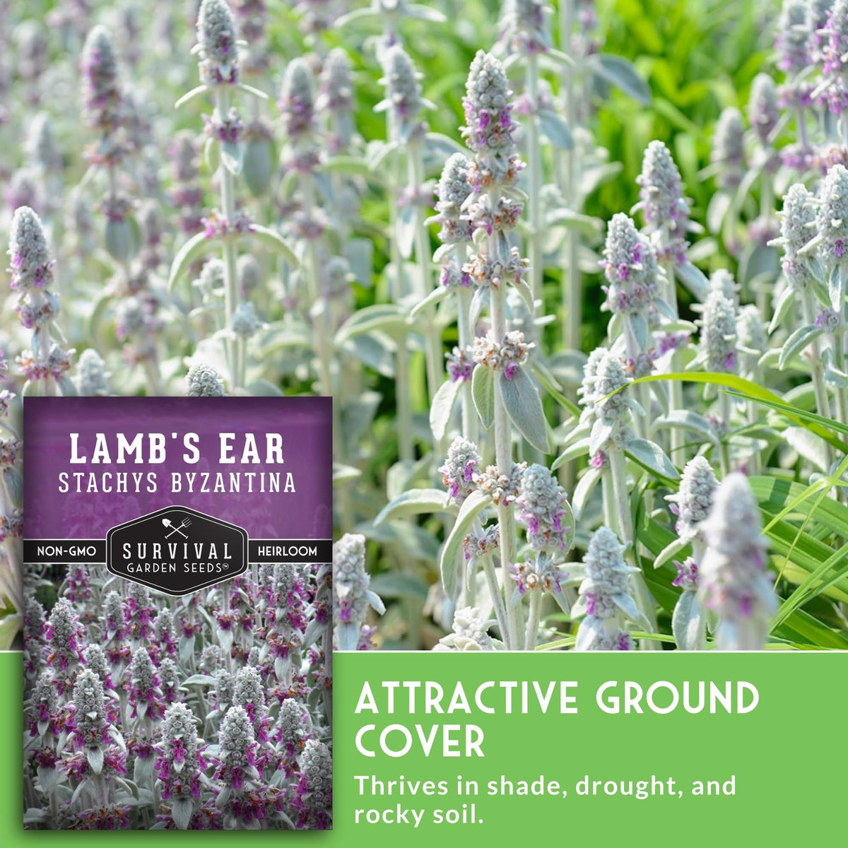 SURVIVAL GARDEN SEEDS Purple flowers on Lamb's Ear add soft color to borders.