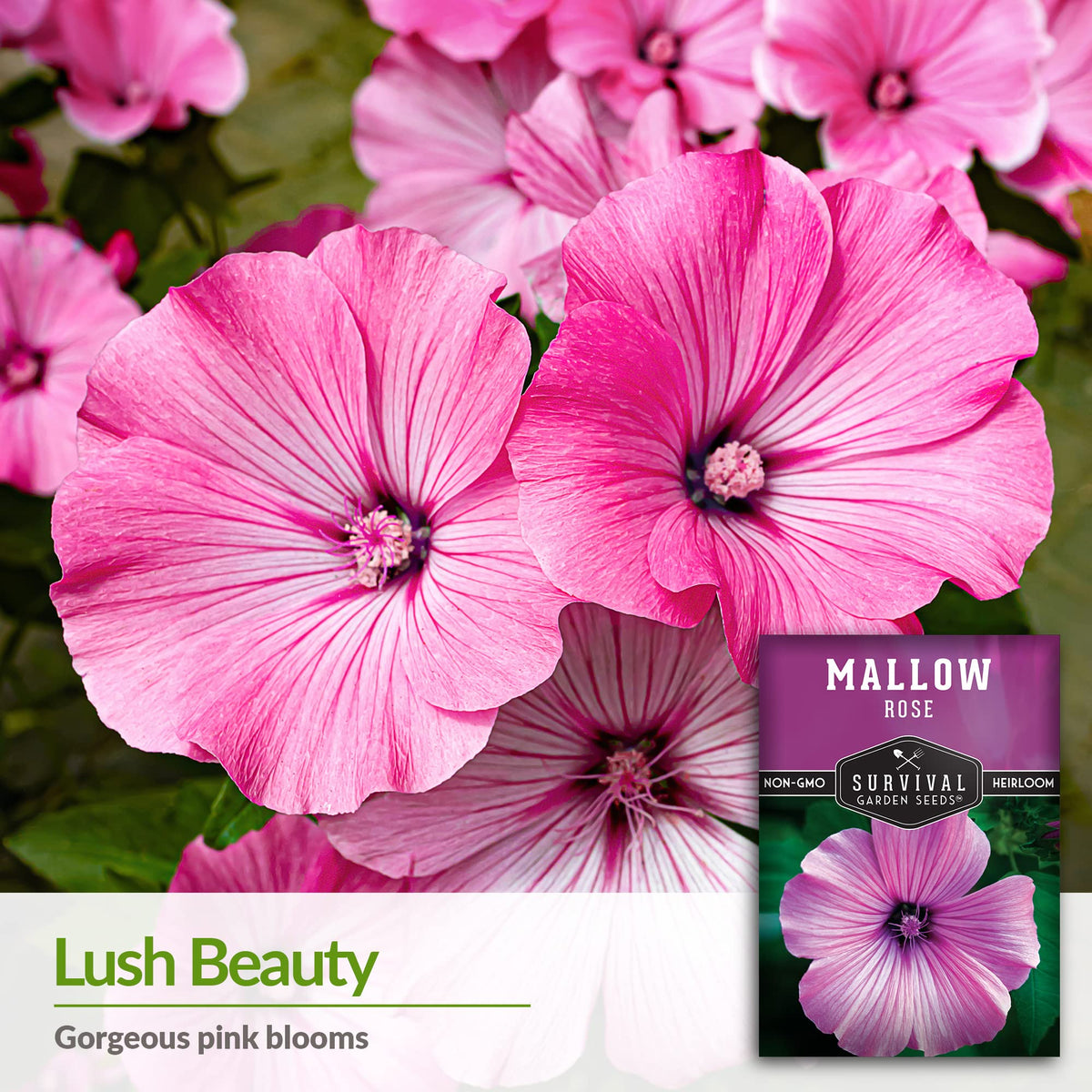 SURVIVAL GARDEN SEEDS Lavatera trimestris pink blooms brighten sunny beds.