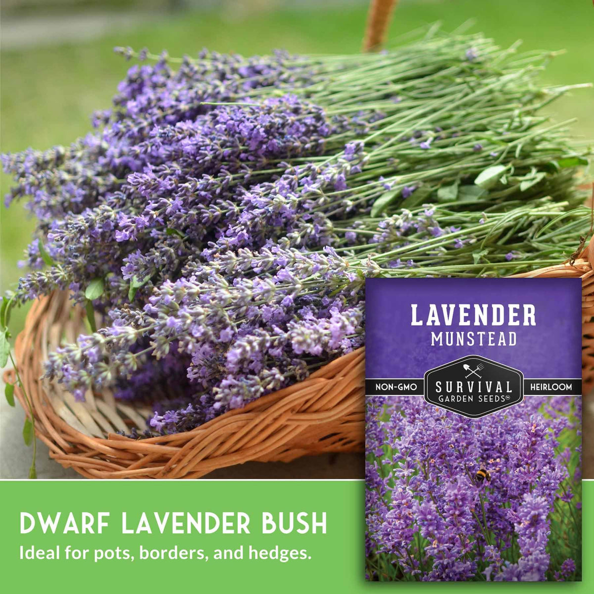 Lavender border planting idea with Munstead for early-season color