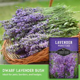 Lavender border planting idea with Munstead for early-season color