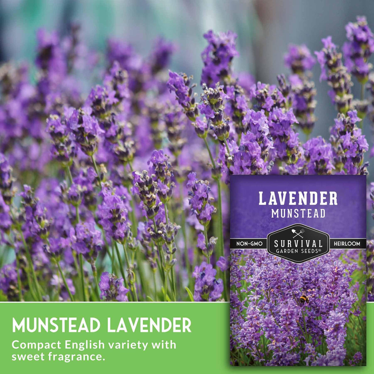 Munstead lavender potted plant setup for indoor or balcony spaces