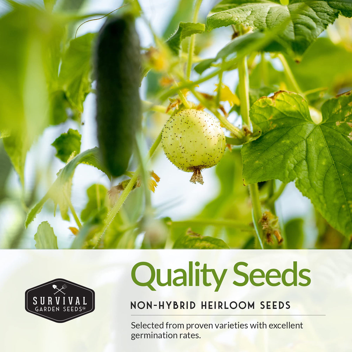 SURVIVAL GARDEN SEEDS Lemon cucumber packet for bright, crisp slicing