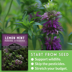 Lemon Mint container-garden: great for patios and small spaces