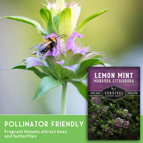 Lemon Mint leaves close-up: citrus fragrance ideal for teas