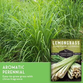 Survival Garden Seeds container-friendly lemongrass for small spaces and easy care