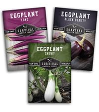 Survival Garden Seeds Long Purple Eggplant fruit ready for slicing and cooking