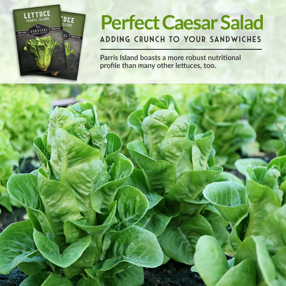 Survival Garden Seeds long-season romaine yields fresh salads through multiple harvests.