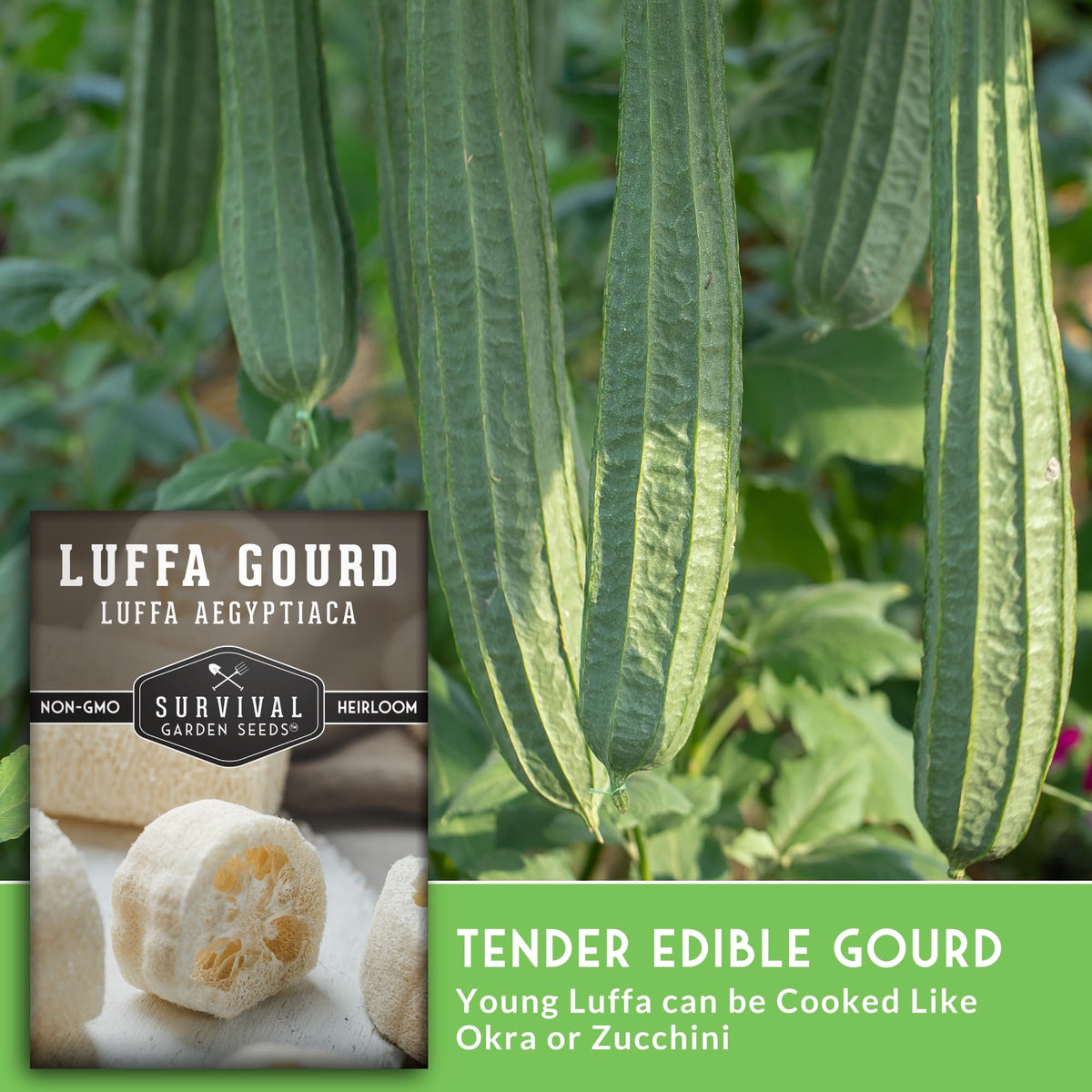 SURVIVAL GARDEN SEEDS luffa gourd on trellis creates a striking garden feature.
