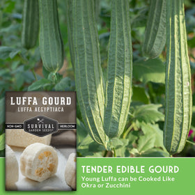 SURVIVAL GARDEN SEEDS luffa gourd on trellis creates a striking garden feature.